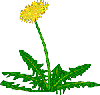 dandlion.gif (2503 bytes)