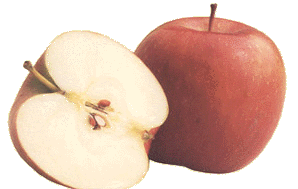 fugi.gif (25288 bytes)